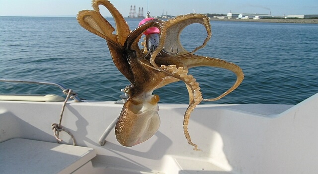 octopus fishing