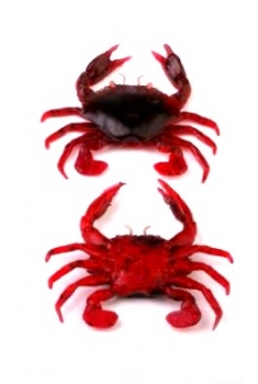 Savage Gear Manic Crabs 25mm